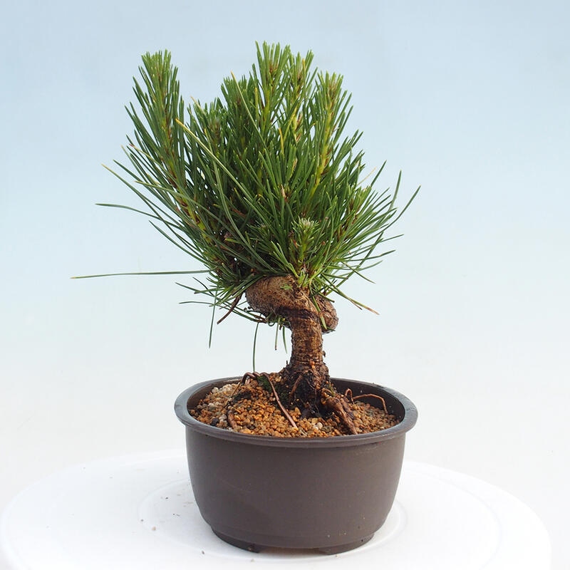 Outdoor bonsai - Pinus thunbergii - Thunbergia pine