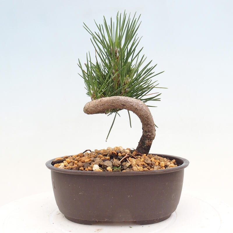 Outdoor bonsai - Pinus thunbergii - Thunbergia pine