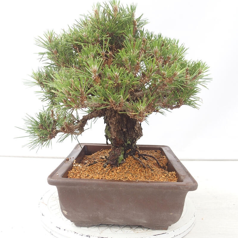 Outdoor bonsai - Pinus thunbergii - Thunberg pine