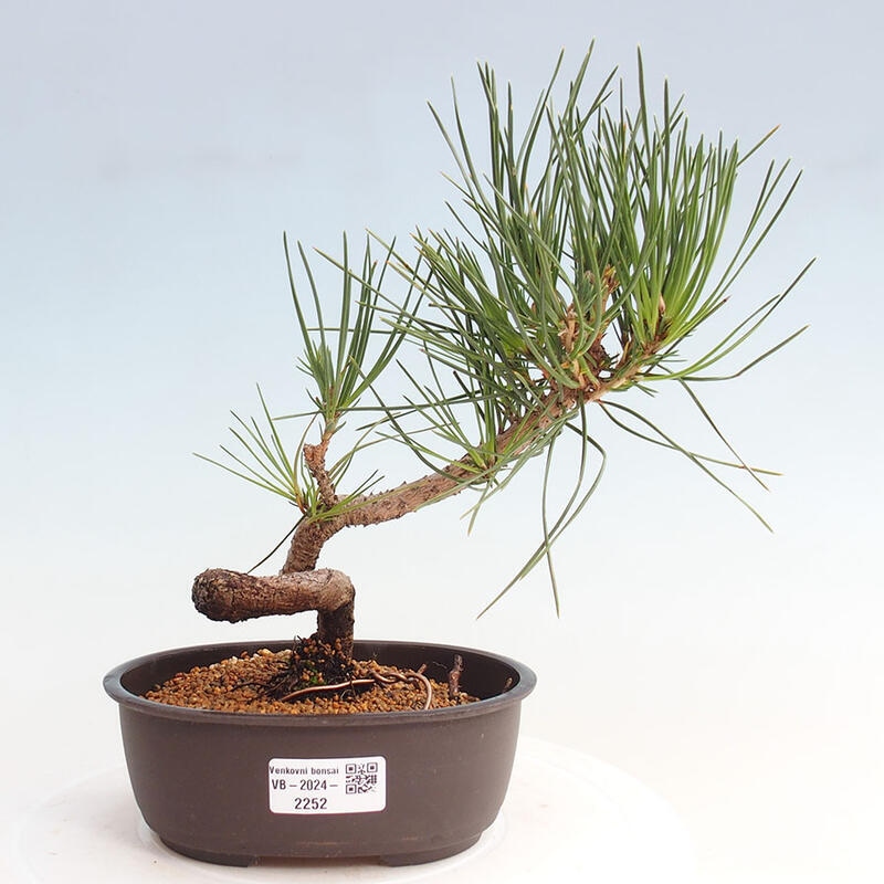 Outdoor bonsai - Pinus thunbergii - Thunbergia pine