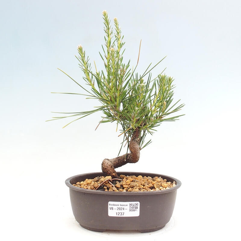 Outdoor bonsai - Pinus thunbergii - Thunbergia pine