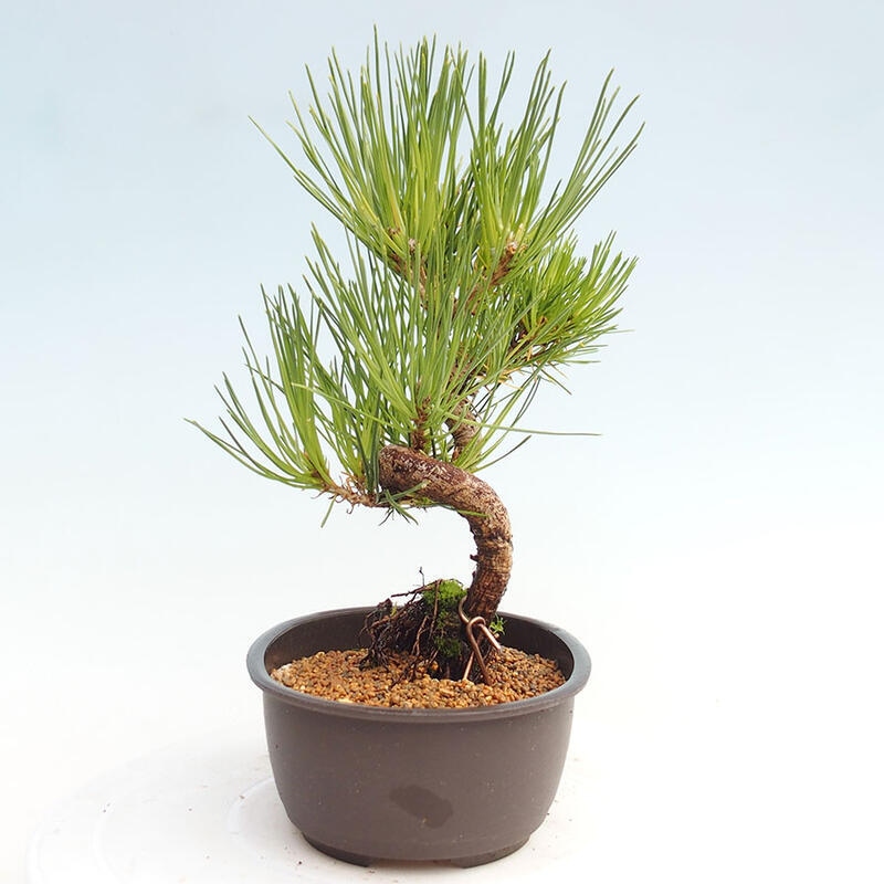 Outdoor bonsai - Pinus thunbergii - Thunbergia pine