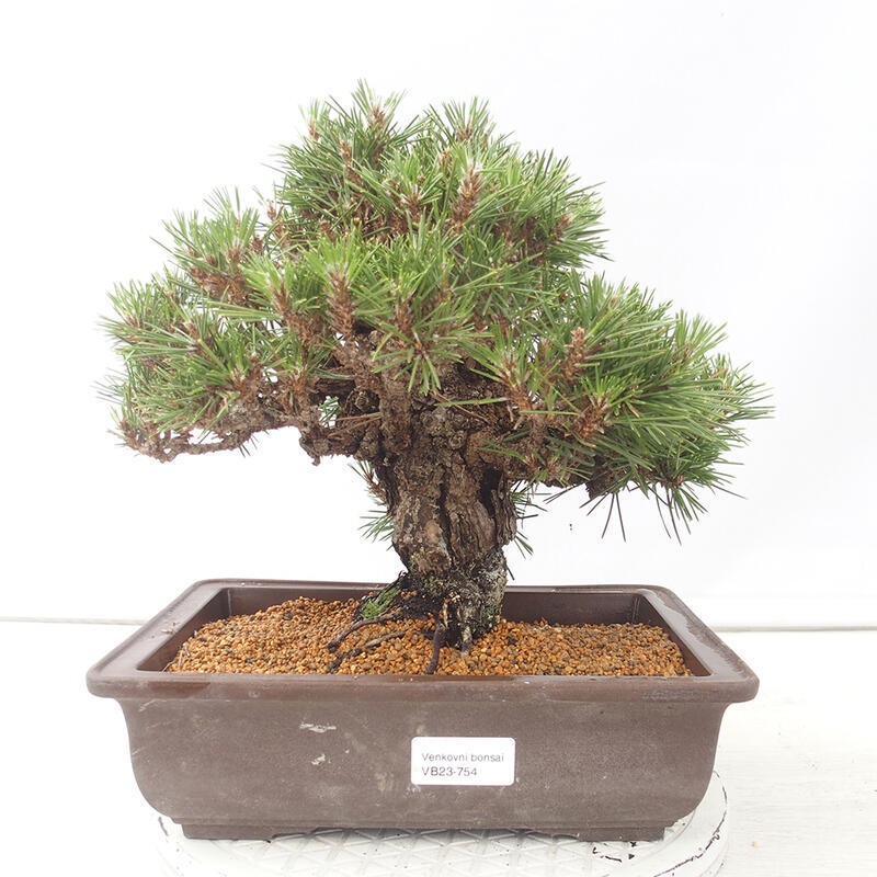 Outdoor bonsai - Pinus thunbergii - Thunberg pine