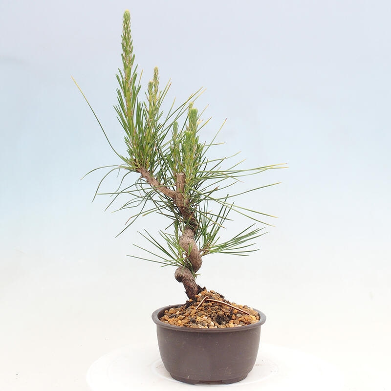 Outdoor bonsai - Pinus thunbergii - Thunbergia pine