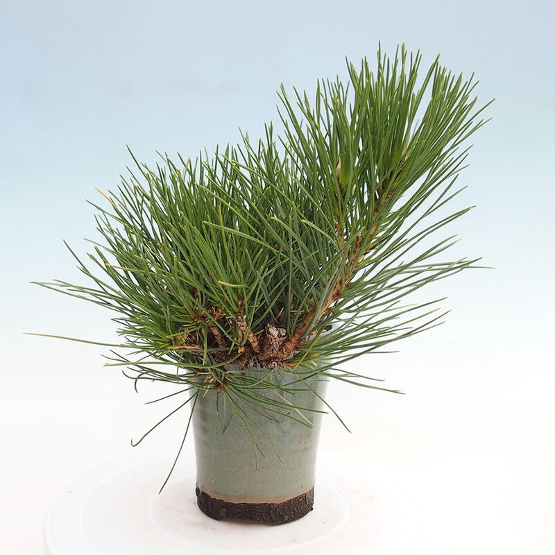 Outdoor bonsai - Pinus thunbergii - Thunbergia pine