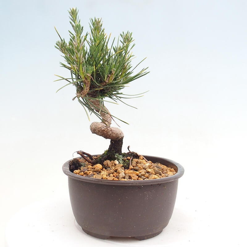 Outdoor bonsai - Pinus thunbergii - Thunbergia pine