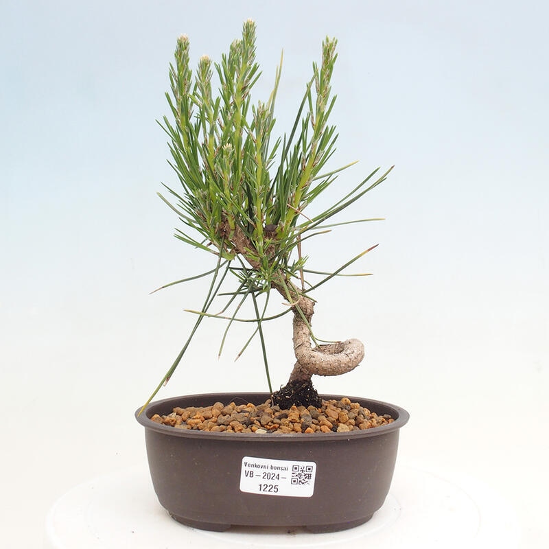 Outdoor bonsai - Pinus thunbergii - Thunbergia pine