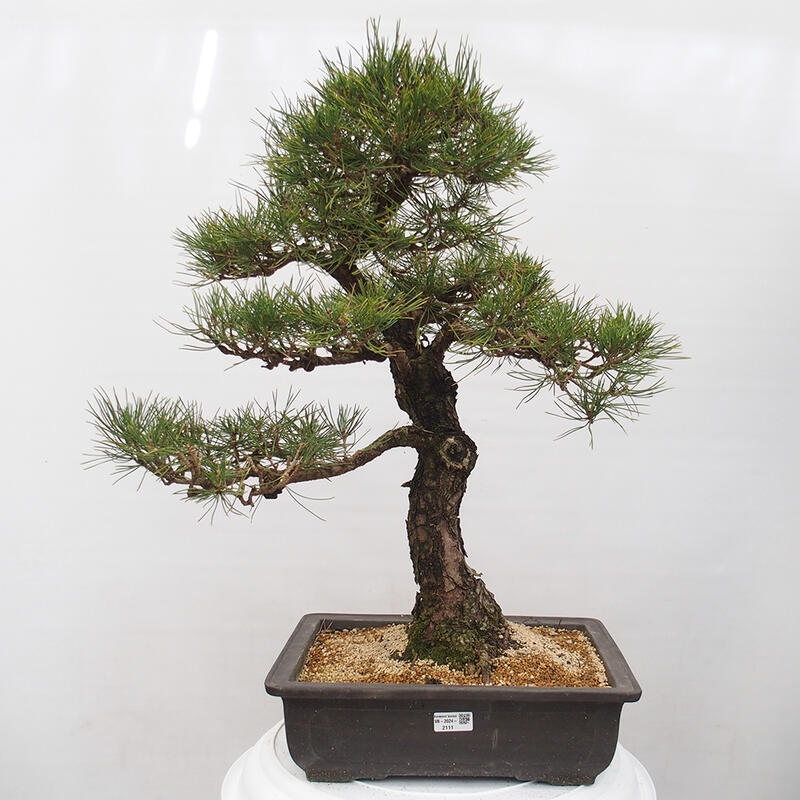 Outdoor bonsai - Pinus thunbergii - Thunberg pine