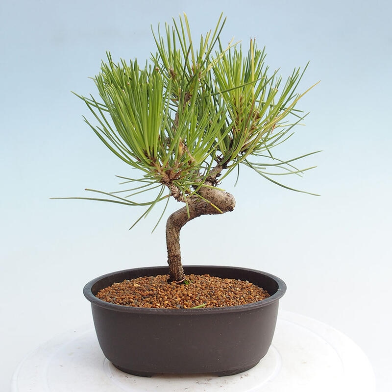 Outdoor bonsai - Pinus thunbergii - Thunbergia pine