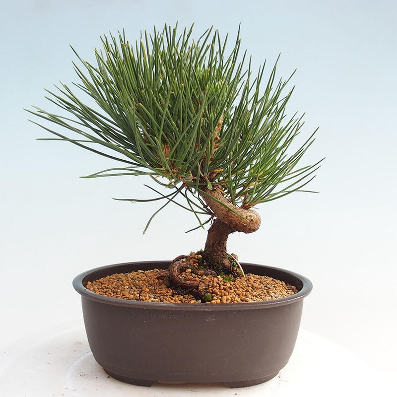 Outdoor bonsai - Pinus thunbergii - Thunbergia pine