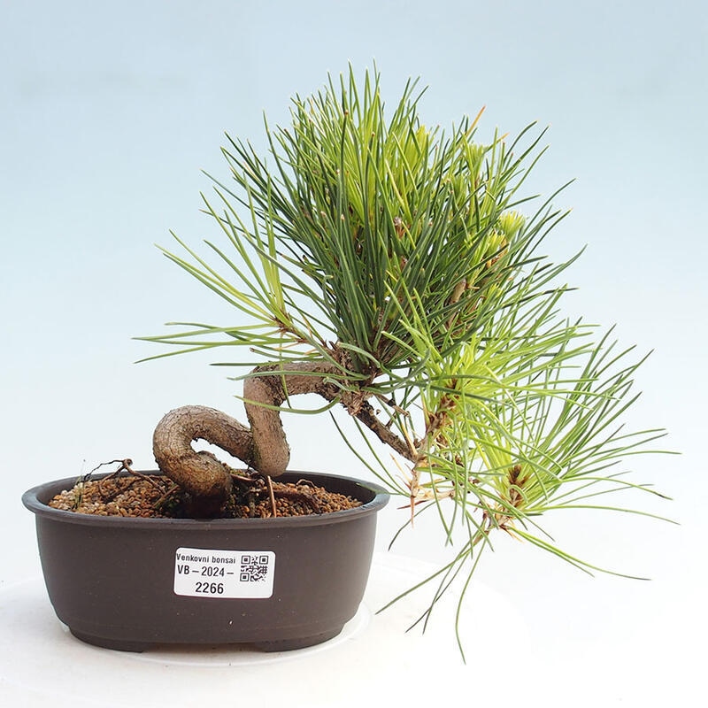 Outdoor bonsai - Pinus thunbergii - Thunbergia pine