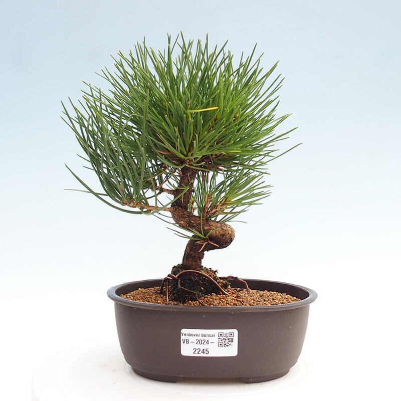 Outdoor bonsai - Pinus thunbergii - Thunbergia pine