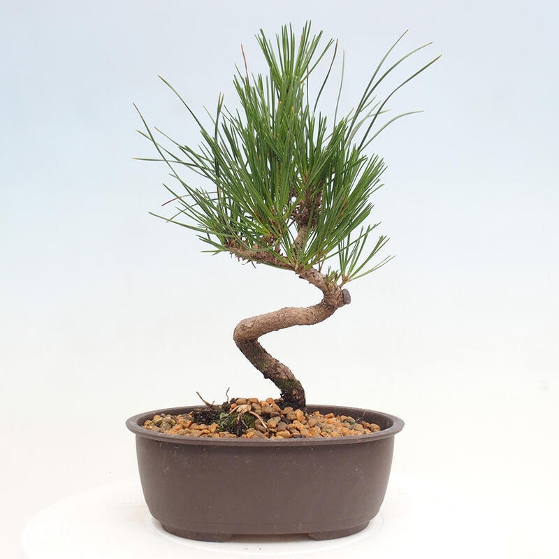 Outdoor bonsai - Pinus thunbergii - Thunbergia pine