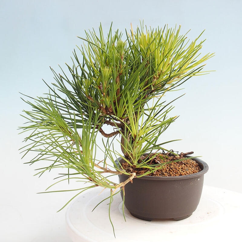 Outdoor bonsai - Pinus thunbergii - Thunbergia pine