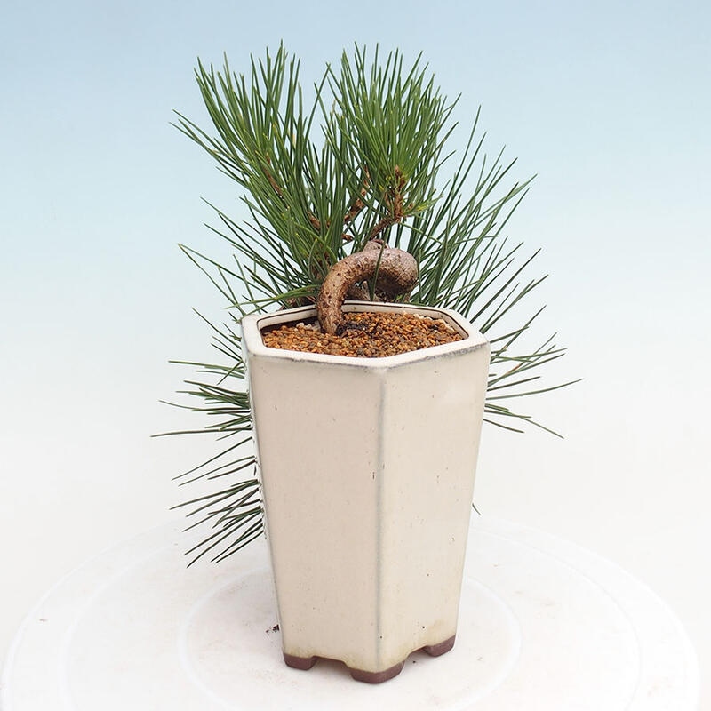 Outdoor bonsai - Pinus thunbergii - Thunbergia pine