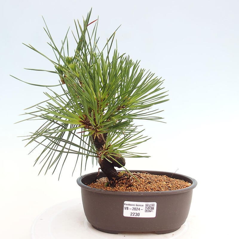 Outdoor bonsai - Pinus thunbergii - Thunbergia pine