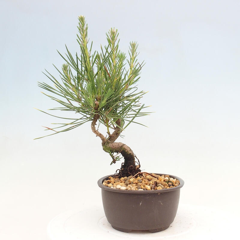 Outdoor bonsai - Pinus thunbergii - Thunbergia pine