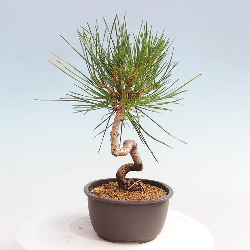 Outdoor bonsai - Pinus thunbergii - Thunbergia pine