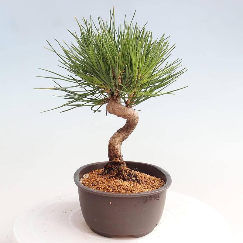 Outdoor bonsai - Pinus thunbergii - Thunbergia pine