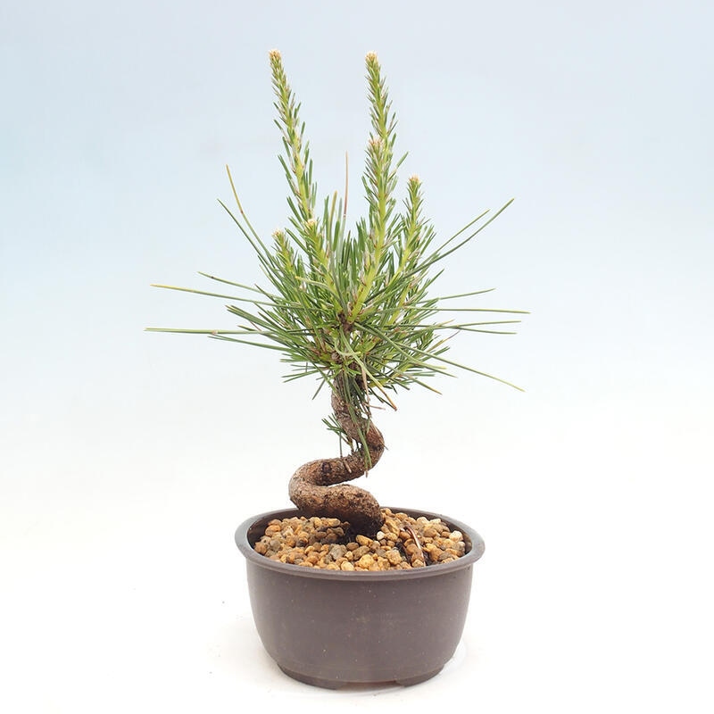 Outdoor bonsai - Pinus thunbergii - Thunbergia pine