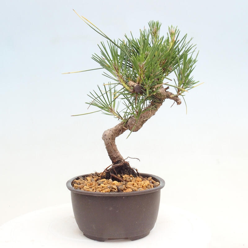 Outdoor bonsai - Pinus thunbergii - Thunbergia pine