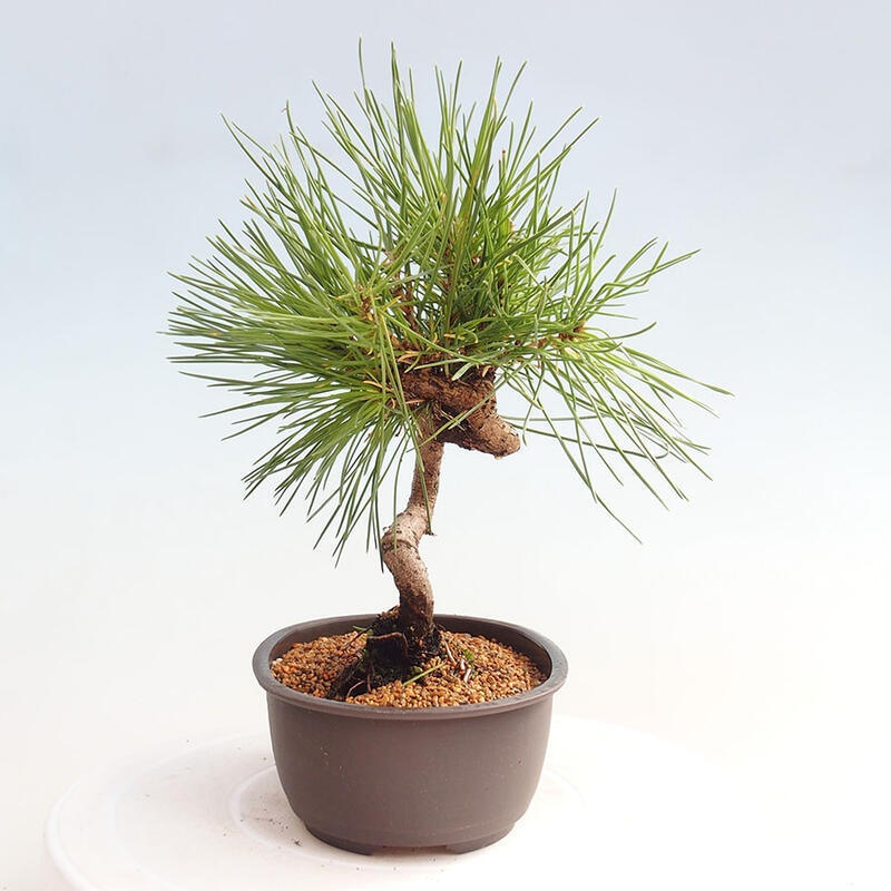 Outdoor bonsai - Pinus thunbergii - Thunbergia pine