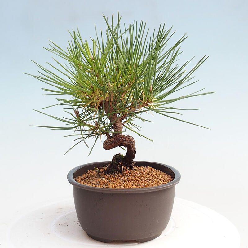 Outdoor bonsai - Pinus thunbergii - Thunbergia pine