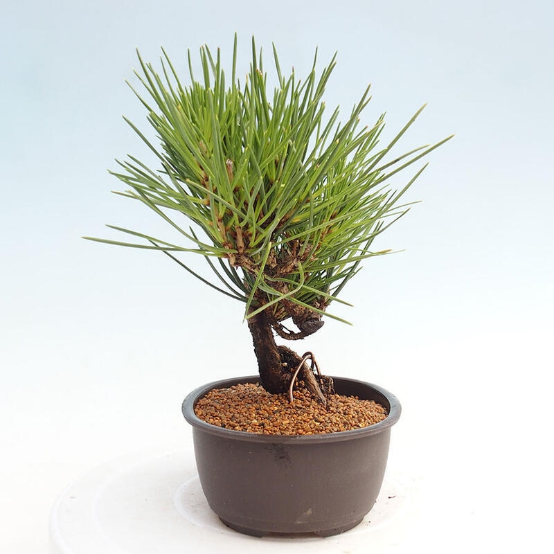 Outdoor bonsai - Pinus thunbergii - Thunbergia pine