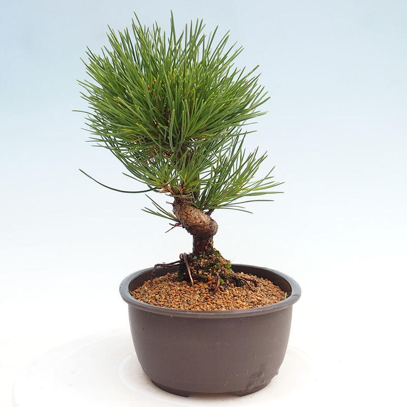 Outdoor bonsai - Pinus thunbergii - Thunbergia pine