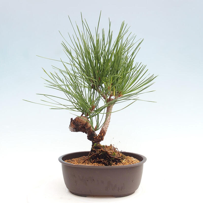 Outdoor bonsai - Pinus thunbergii - Thunbergia pine