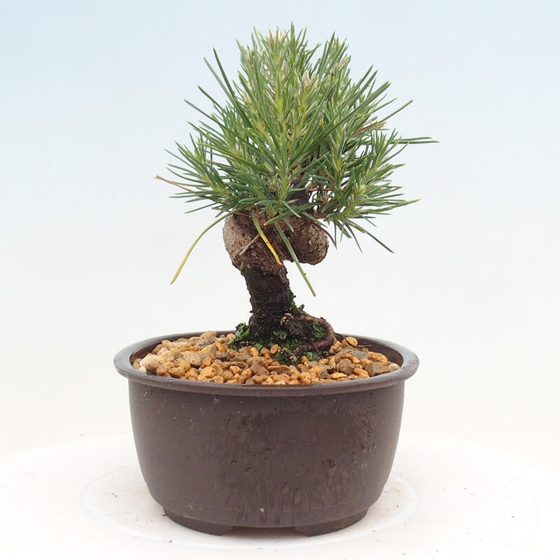 Outdoor bonsai - Pinus thunbergii - Thunbergia pine