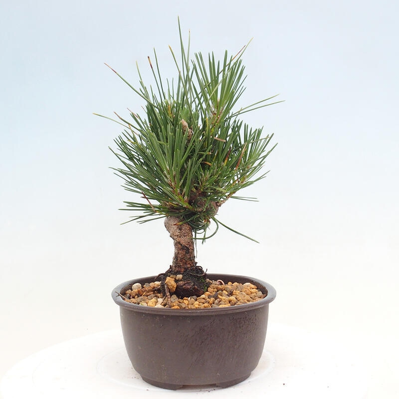 Outdoor bonsai - Pinus thunbergii - Thunbergia pine