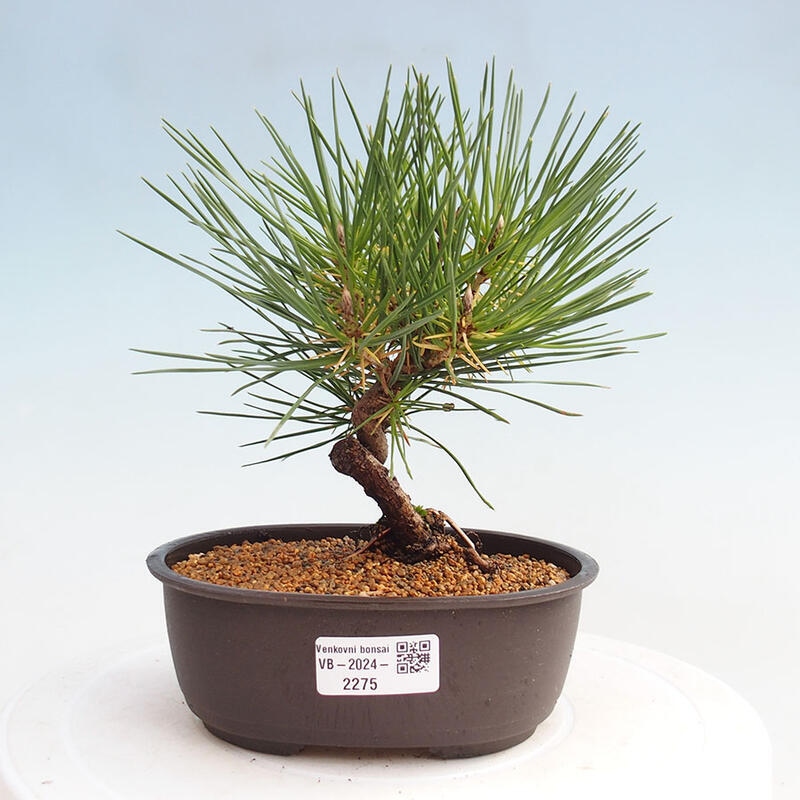 Outdoor bonsai - Pinus thunbergii - Thunbergia pine