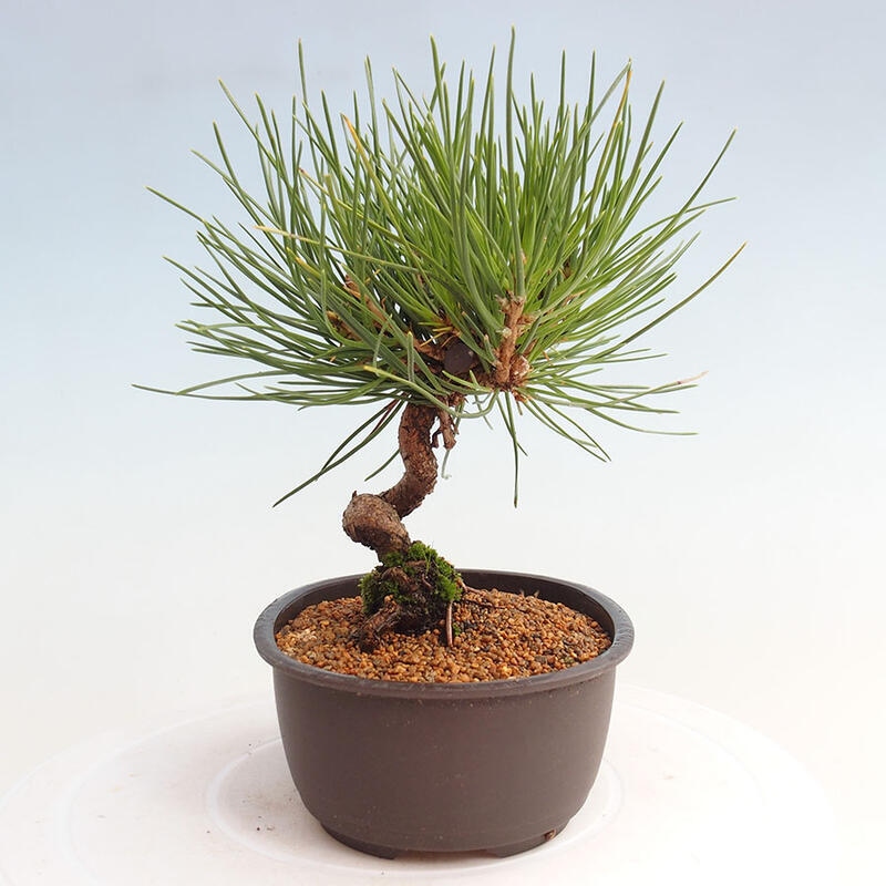 Outdoor bonsai - Pinus thunbergii - Thunbergia pine