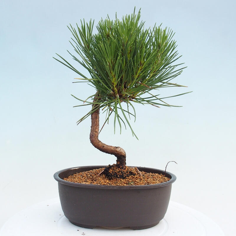 Outdoor bonsai - Pinus thunbergii - Thunbergia pine