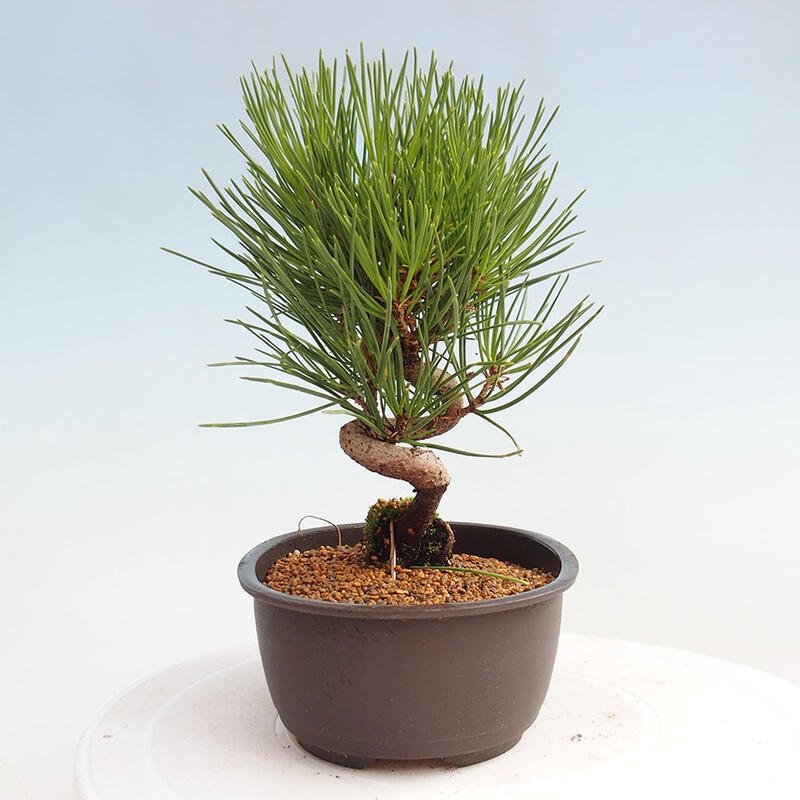 Outdoor bonsai - Pinus thunbergii - Thunbergia pine