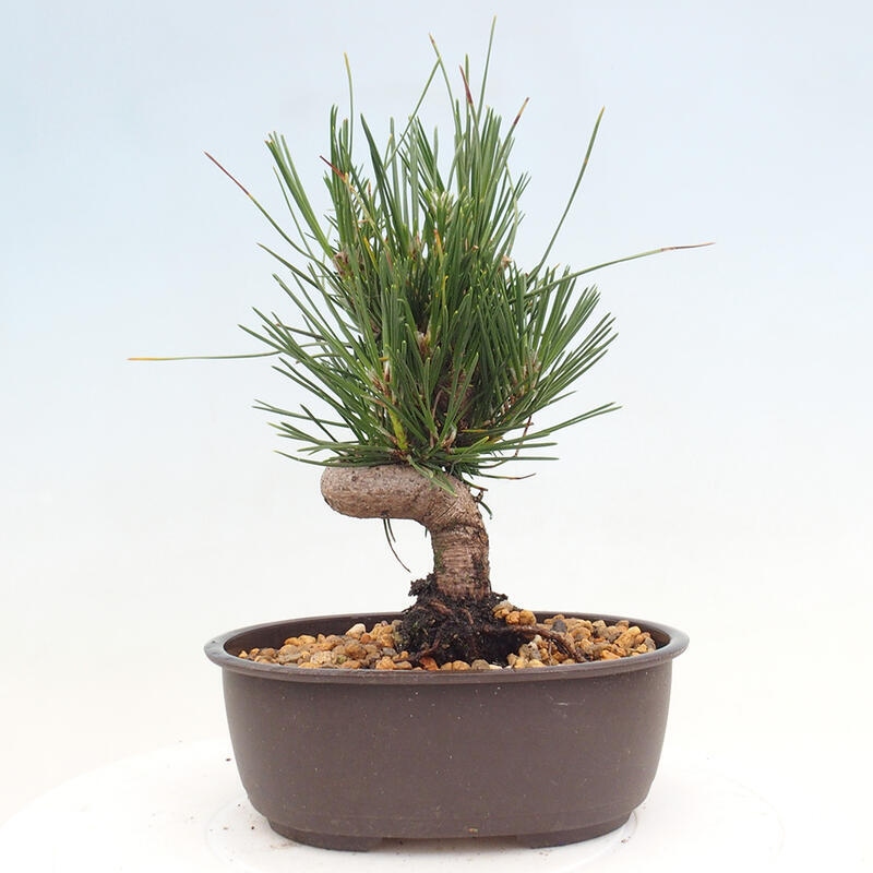 Outdoor bonsai - Pinus thunbergii - Thunbergia pine