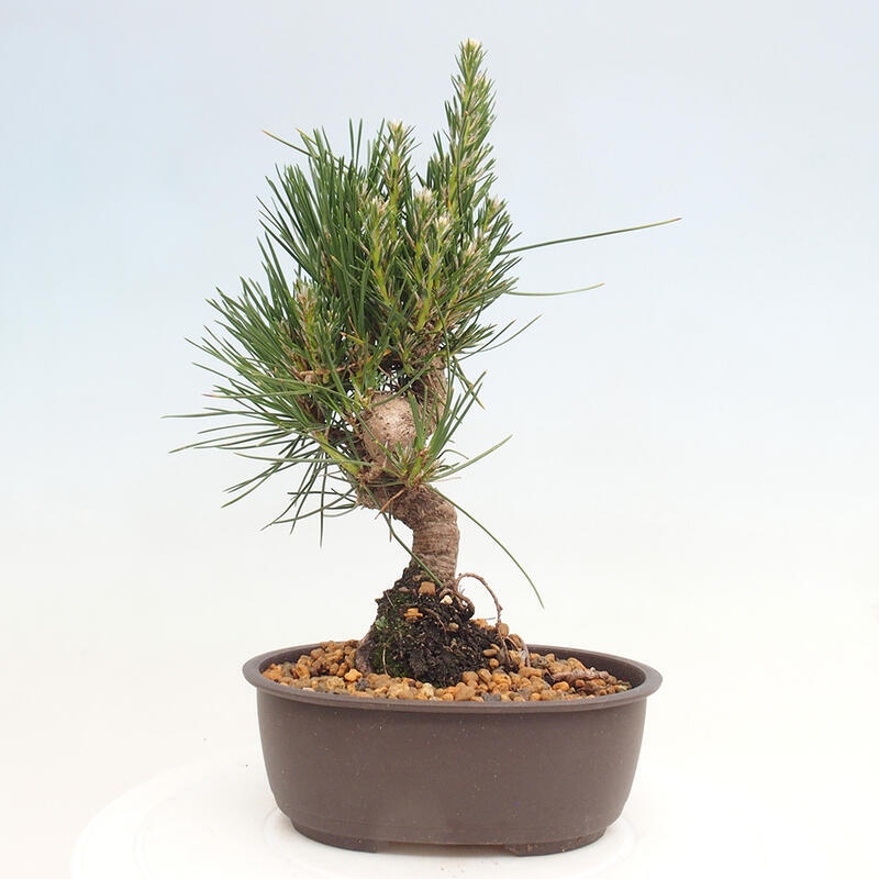 Outdoor bonsai - Pinus thunbergii - Thunbergia pine