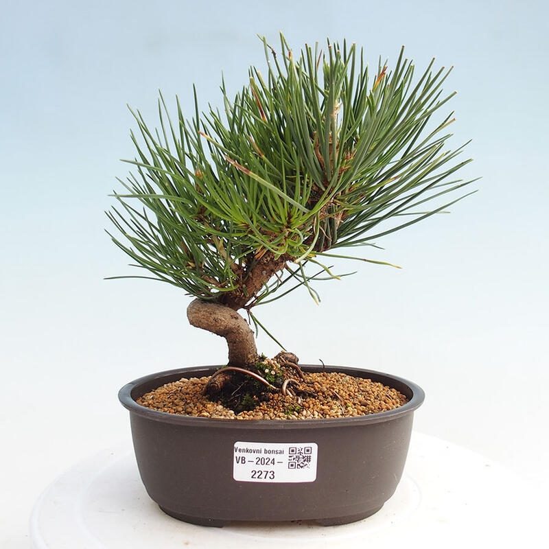 Outdoor bonsai - Pinus thunbergii - Thunbergia pine