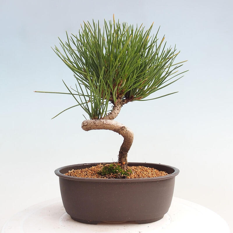 Outdoor bonsai - Pinus thunbergii - Thunbergia pine