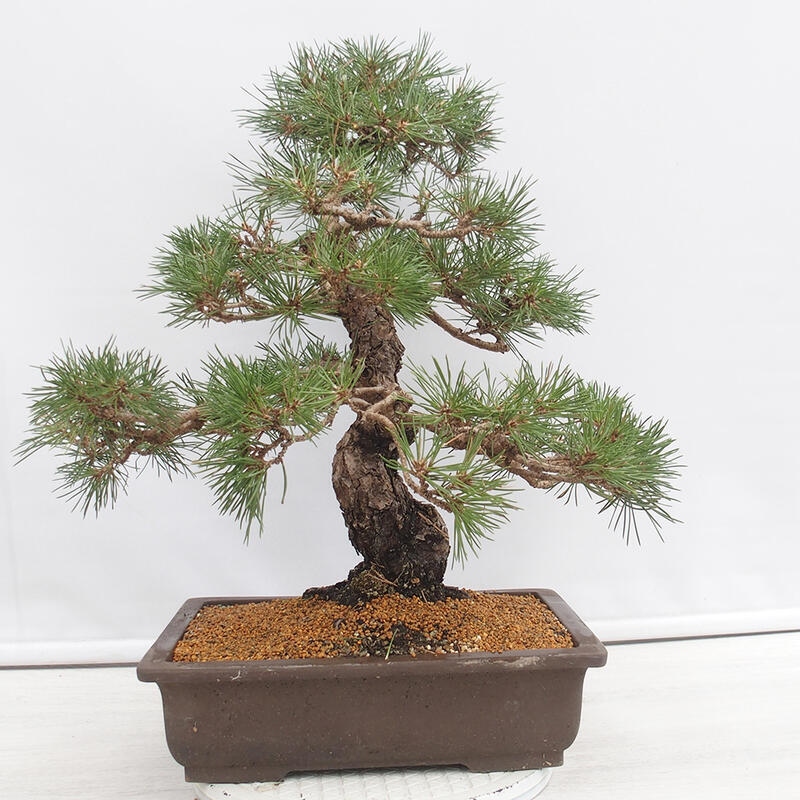 Outdoor bonsai - Pinus thunbergii - Thunberg pine