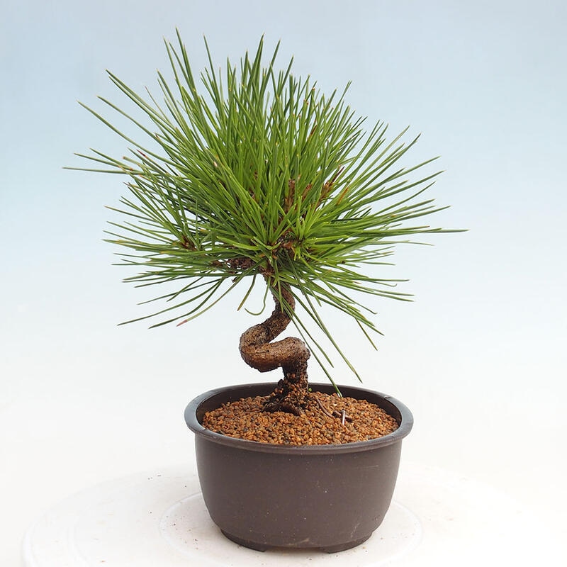 Outdoor bonsai - Pinus thunbergii - Thunbergia pine