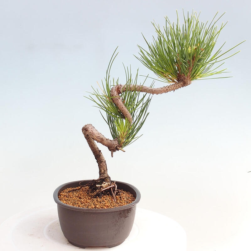 Outdoor bonsai - Pinus thunbergii - Thunbergia pine