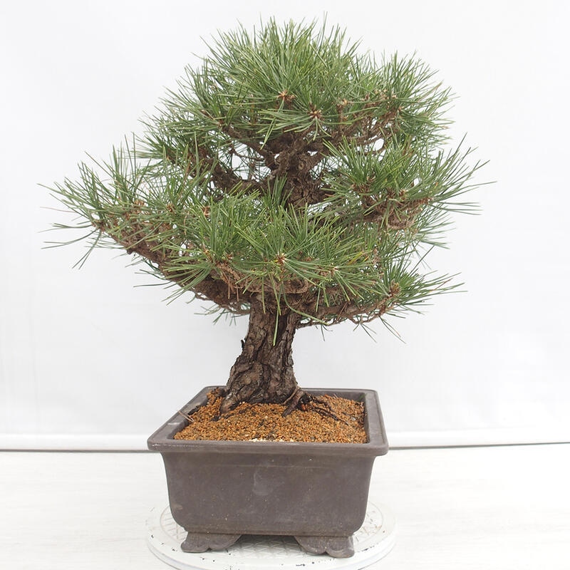 Outdoor bonsai - Pinus thunbergii - Thunberg pine