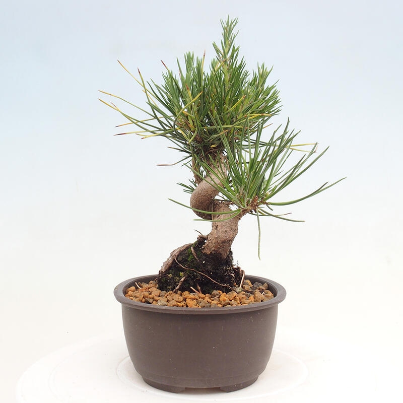 Outdoor bonsai - Pinus thunbergii - Thunbergia pine