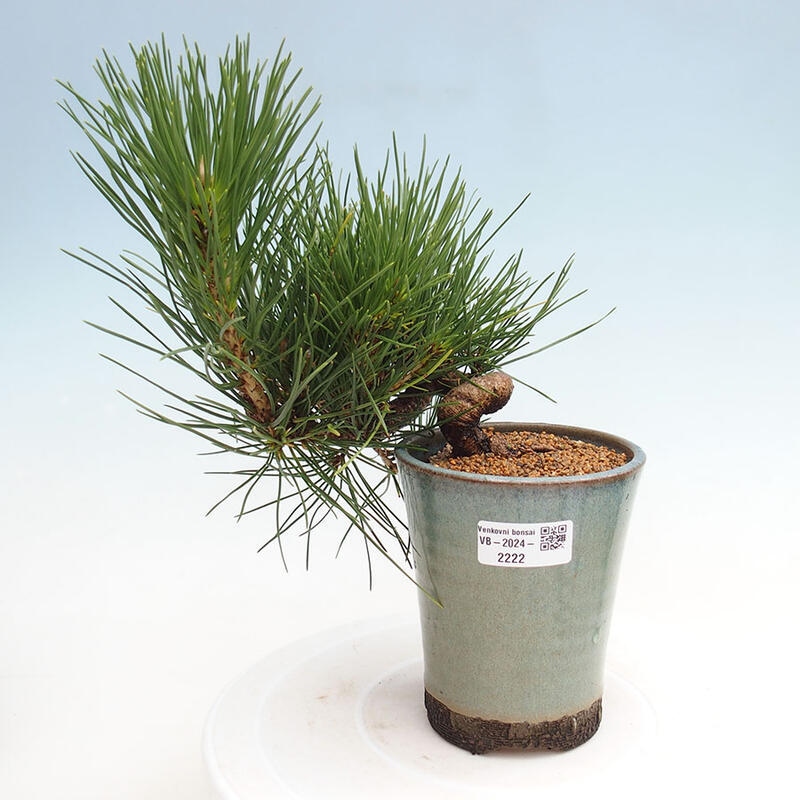 Outdoor bonsai - Pinus thunbergii - Thunbergia pine