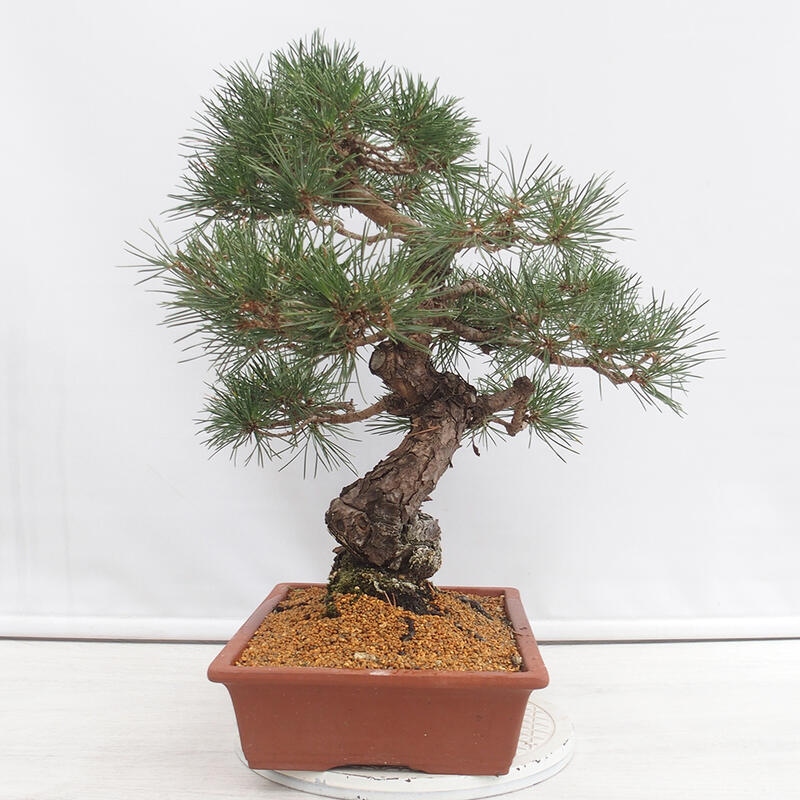 Outdoor bonsai - Pinus thunbergii - Thunberg pine