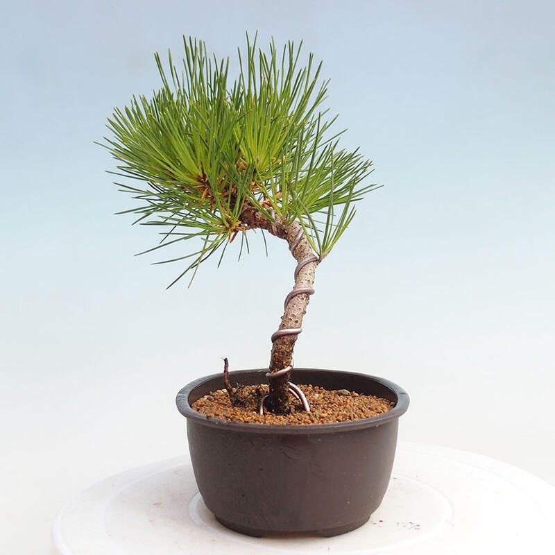 Outdoor bonsai - Pinus thunbergii - Thunbergia pine