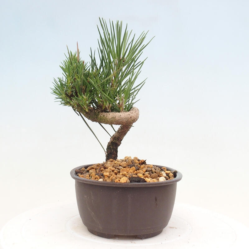 Outdoor bonsai - Pinus thunbergii - Thunbergia pine