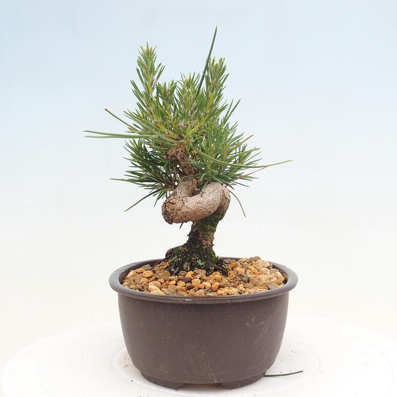 Outdoor bonsai - Pinus thunbergii - Thunbergia pine